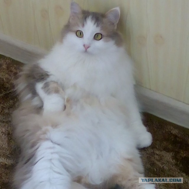 Первый котовторник 2022