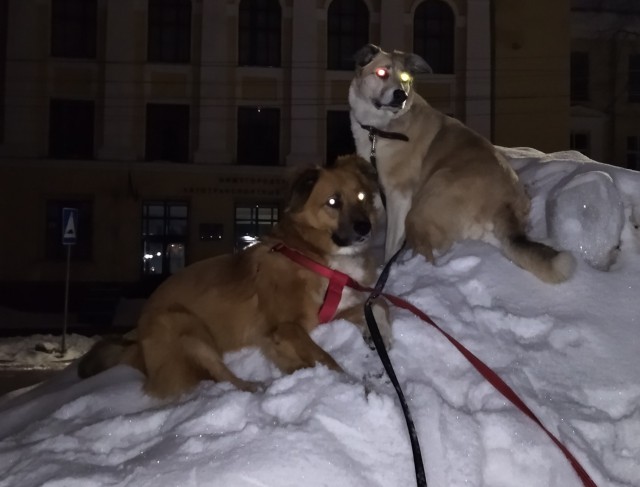 Собакочетверг же...