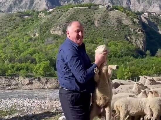 Премьер Дагестана схватил и поцеловал ягненка во время перегона скота