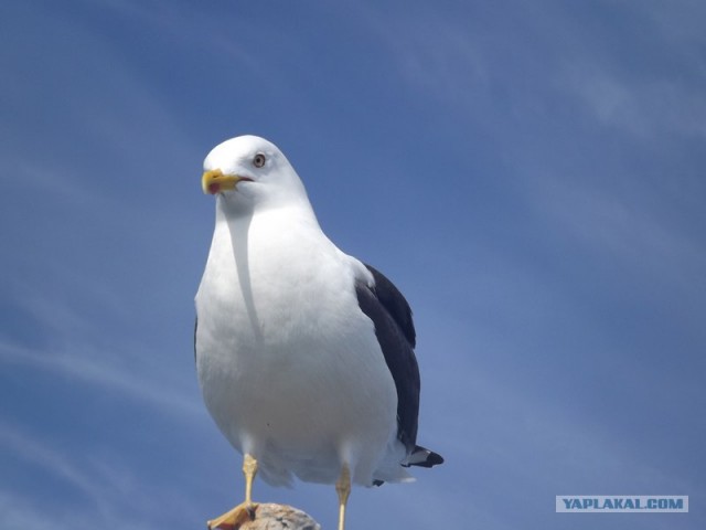 Русский север