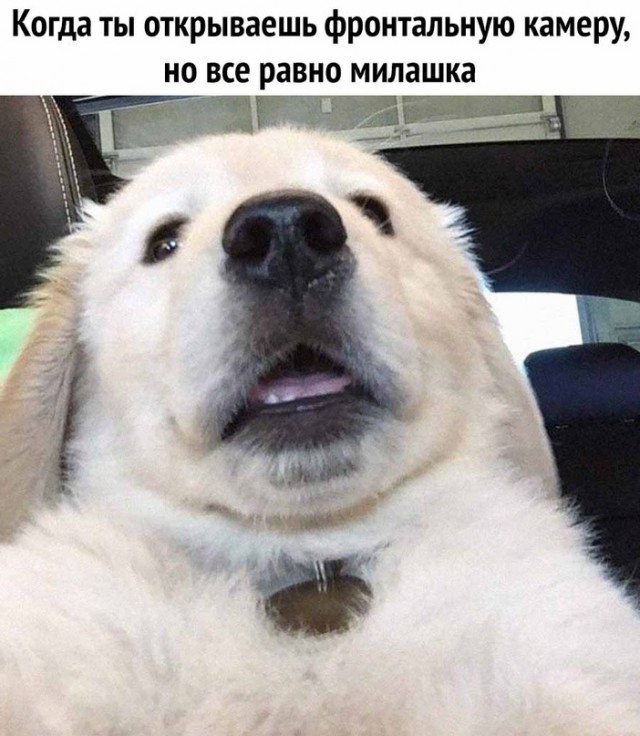 Картинки и мемы для настроения - 17