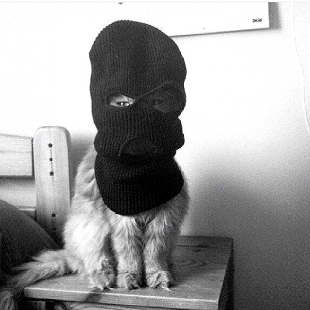 "Мой" котовторник