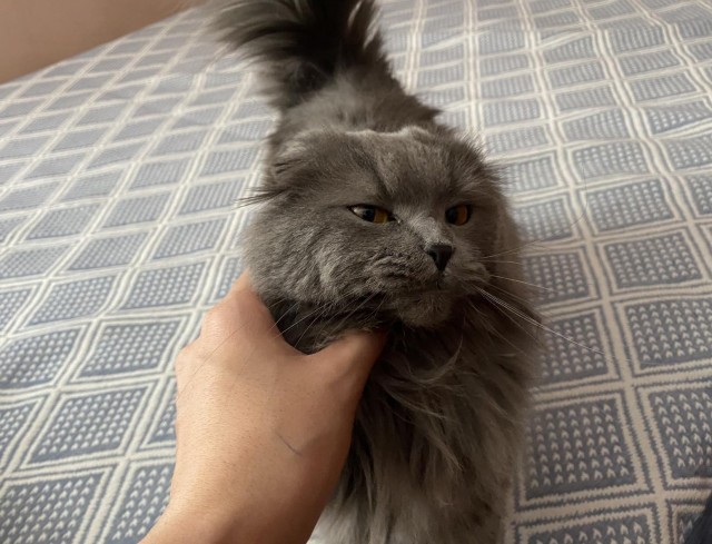 Котовторник 18.10.22