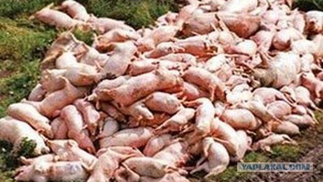 Российские силы нанесли удар по базе наемников в Запорожье