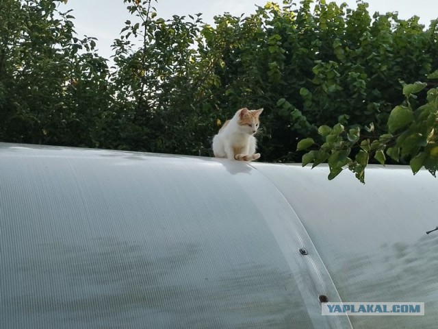 Жизнь домашнего приюта для котеек 458