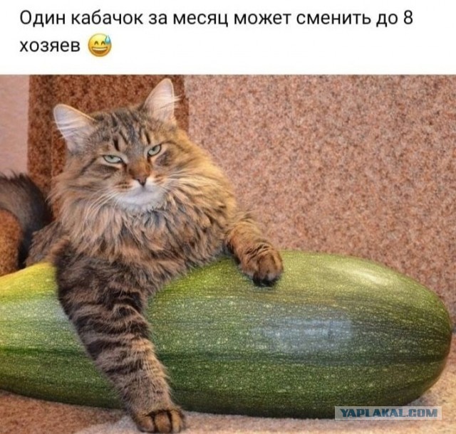 Шесть мифов о холостяках и их жизни