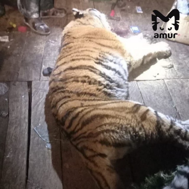В Хабаровском крае тигр загрыз пса, который преданно и верно охранял российско-китайскую границу