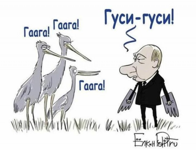 Гусь вялый