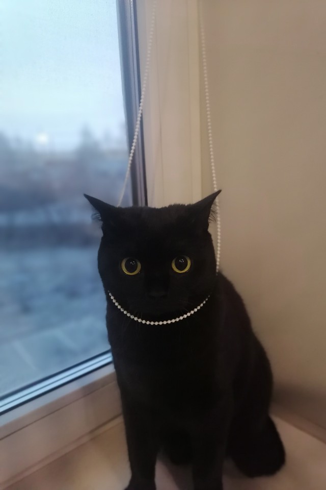 Год назад мы стали рабами (котовторник)