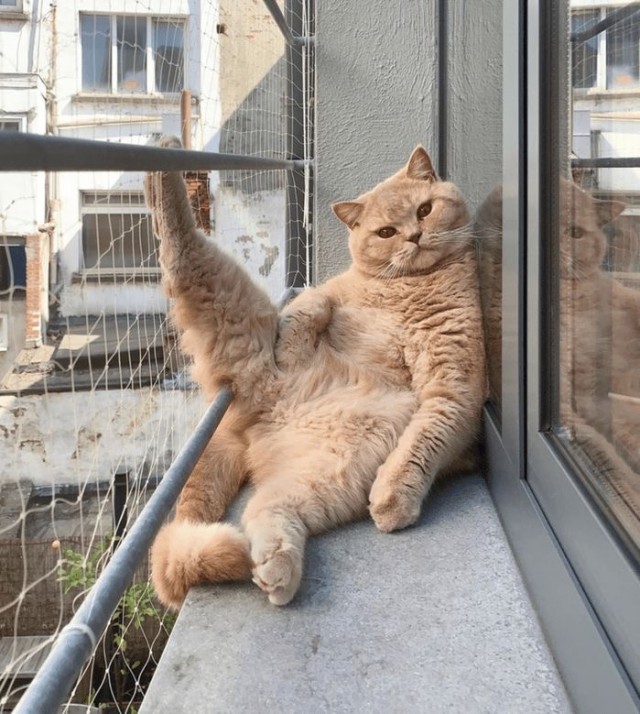 С котовторником ЯПовцы