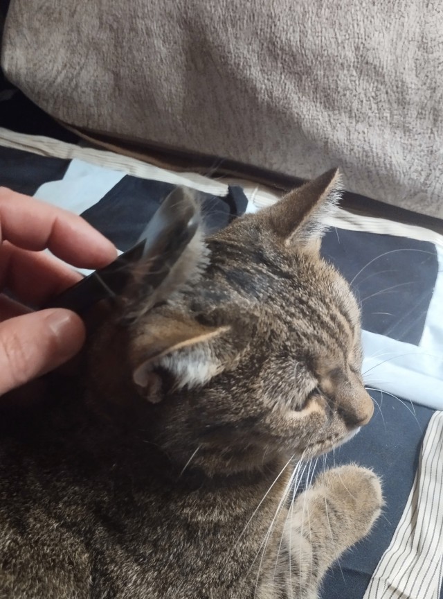 С котовторником ЯПовцы