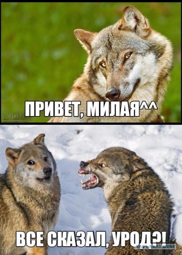 Пятничные улыбательные картинки