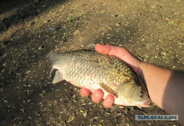 Рыбалка в ближайшем подмосковье