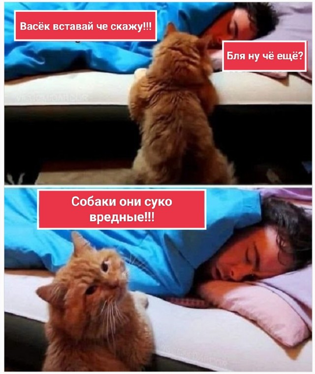 Собаки хороших людей не кусают, любят когда их гладят, и машут хвостиком