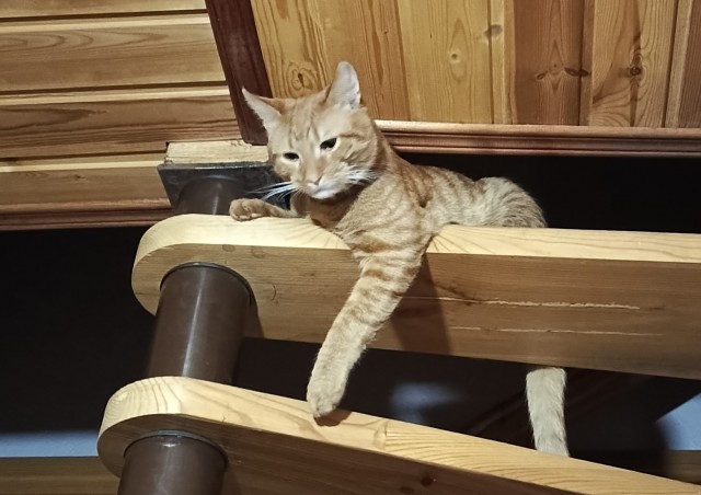 Кошачьи нежности