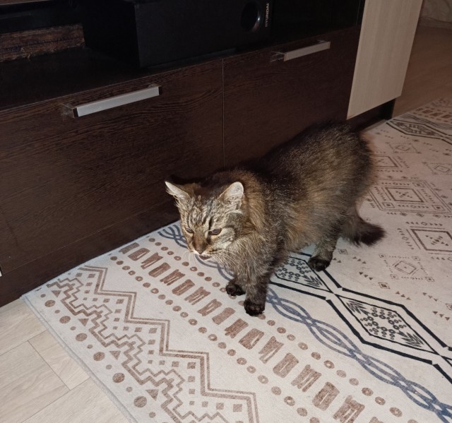 Совпало с котовторником.