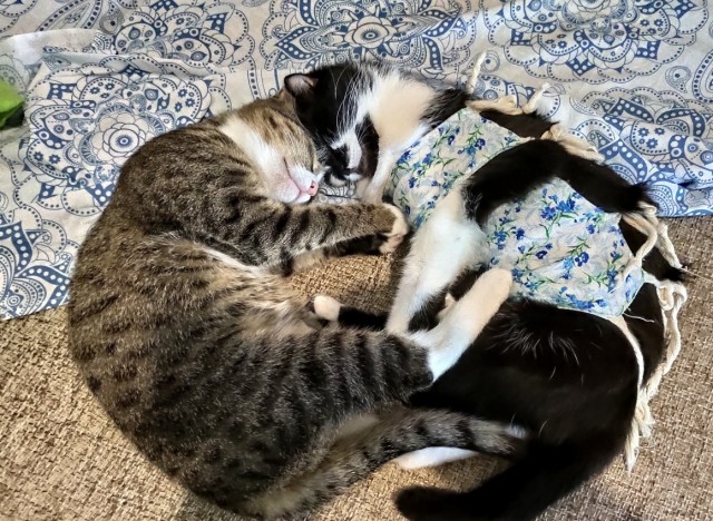 Спящий кот