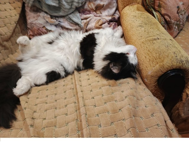 К котовторнику: подборка картинок-баянов с котиками и про котиков. Выпуск 8
