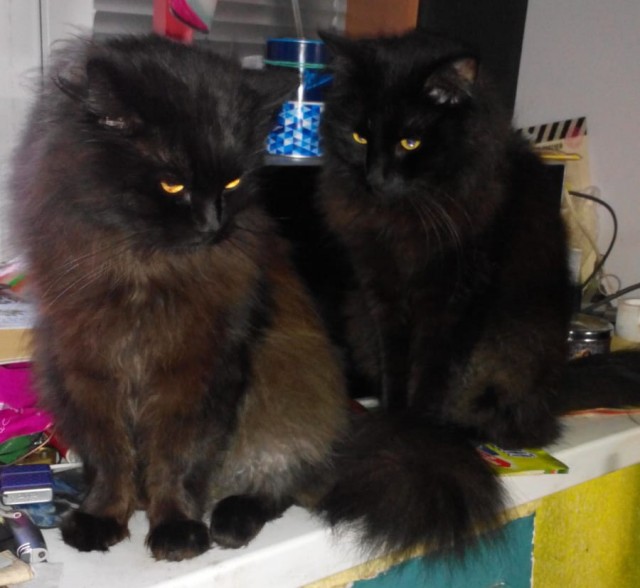 Минус один бродяга