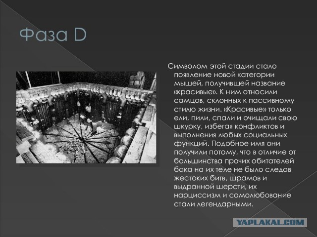 Зумеры не хотят заниматься сексом.