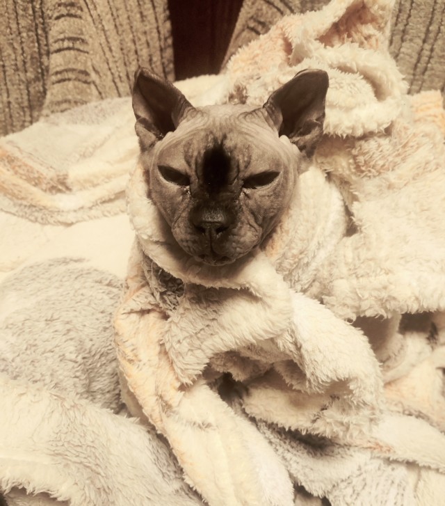 Кошатники, готовы к хелуину?