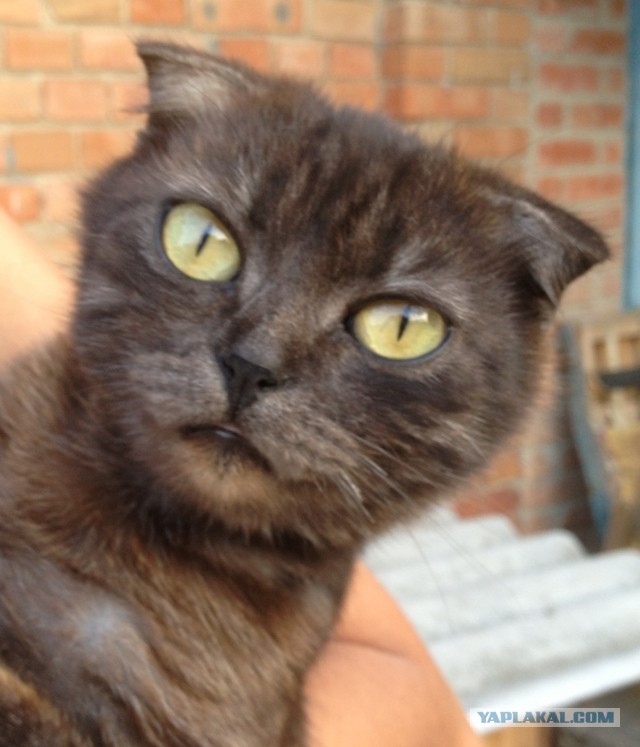 Котовторник 9.07.2013