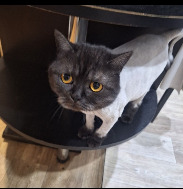 К котовторнику.