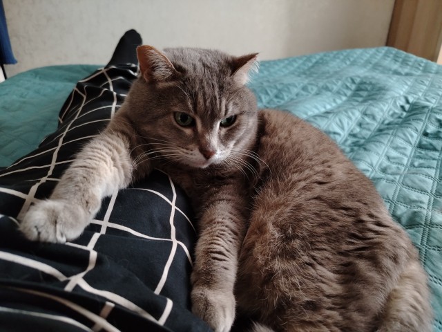 Наши коты