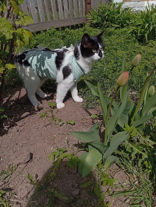 Прибавление в котосемействе.