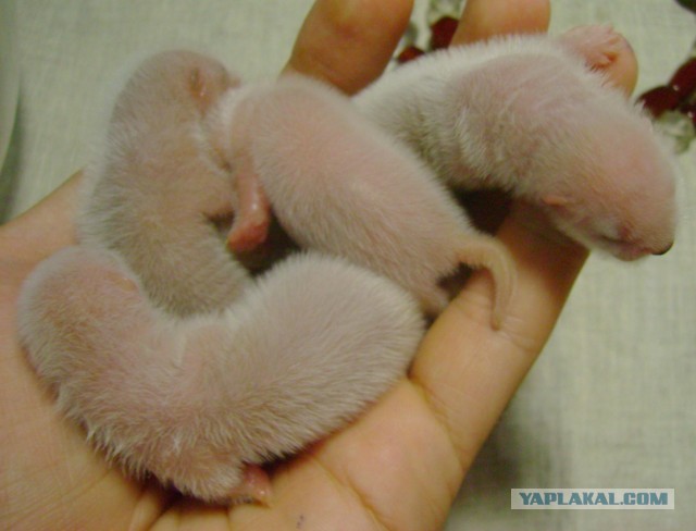 Детишечки )))