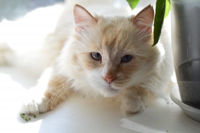 Фотки красивого кота.