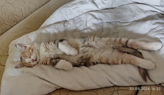 Пристраиваю котэ