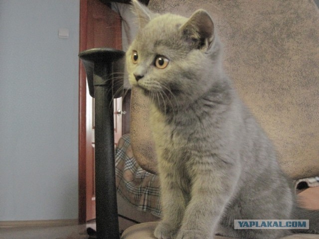 Котовторник 17.09.2013