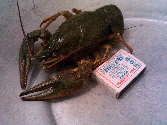 Природа Приморского края