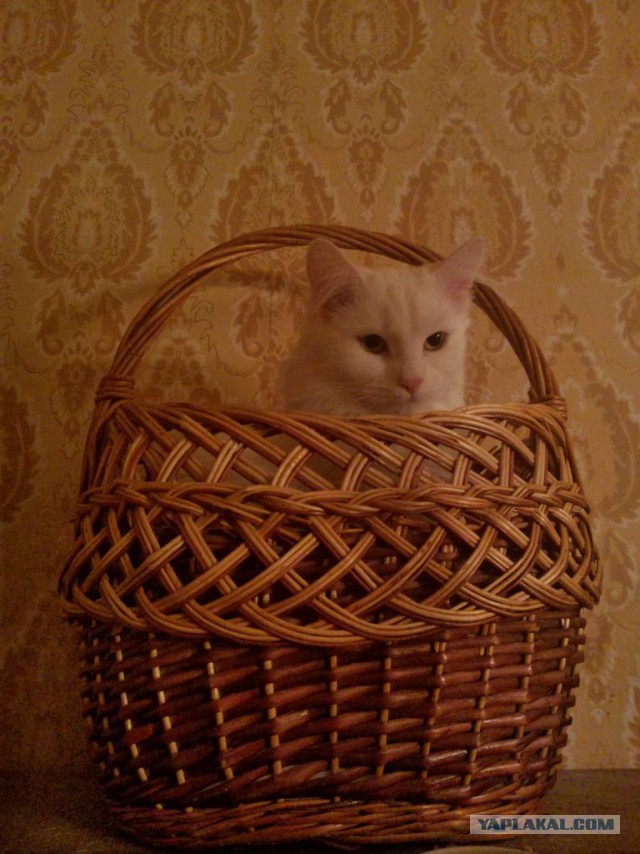 Котовторник 6.05.2014
