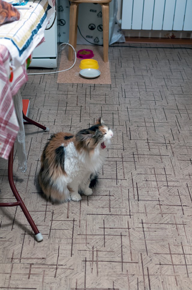 А у тебя есть фото твоей зевающей котейки ?