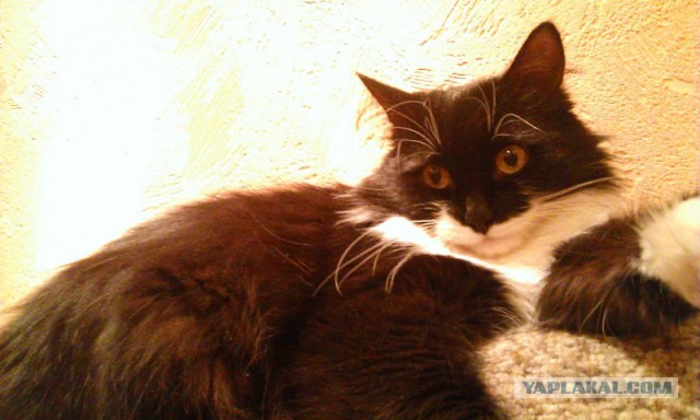 Котовторник 02.09.2014