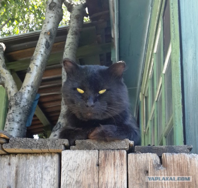 Котовторник 21.10.2014