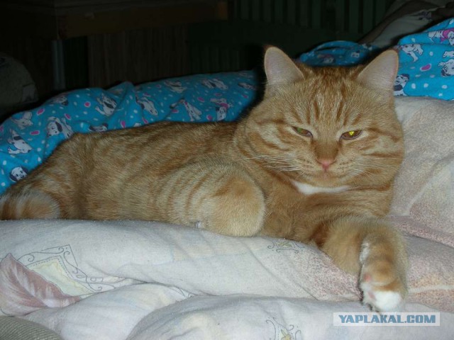Котовторник 11.11.2014