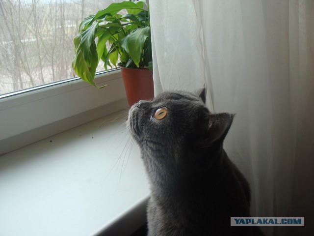 Котэ-факты, что Вы не знали об усатых любимцах!