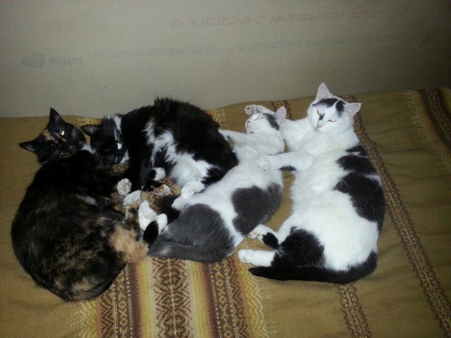 Котовторник 28.04.2015