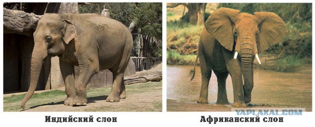 Слоны