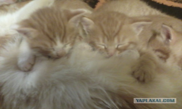 Котовторник