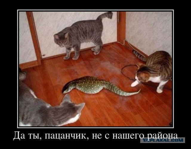 Известные котомемы.