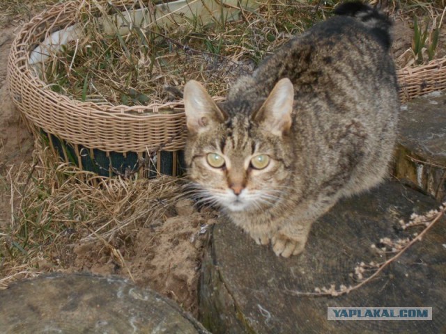 Жизнь домашнего приюта для котеек 107