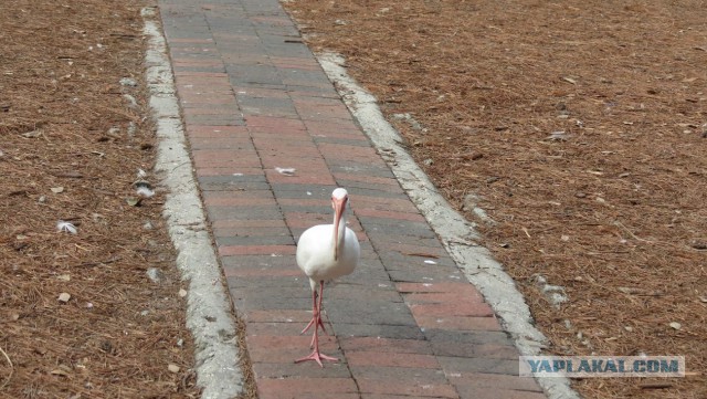 Флорида.Орландо.