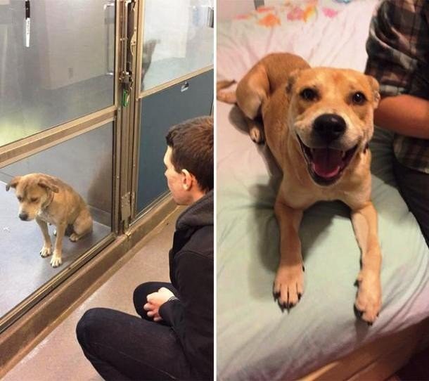 Трогательные фотографии собак, сделанные до и после того, как они обрели свой дом