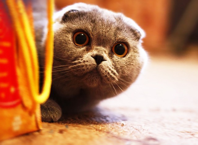 Коты из сети