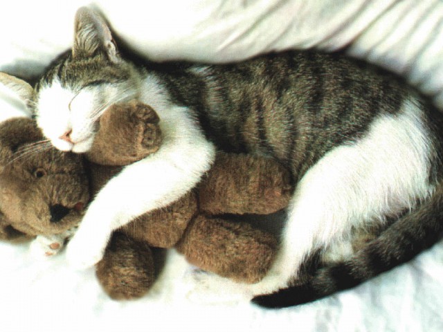 Коты из сети