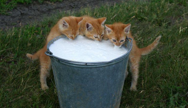 Коты и Кошки